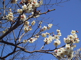 あぁ、御座候(ござそうろう)♪♪_d0046025_19175560.jpg