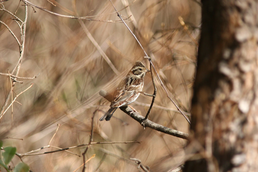 希望ヶ丘文化公園_f0000547_19495190.jpg