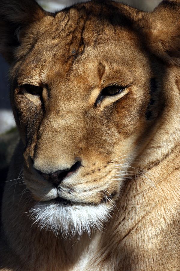 天王寺動物園80_e0060169_19255271.jpg