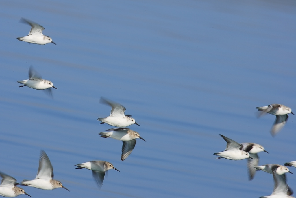 Sanderlings in flight   ミユビシギ_c0034905_2393139.jpg