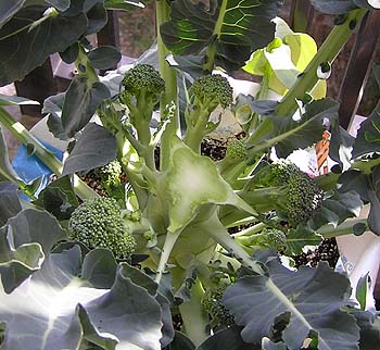 a0020763_1531450.jpg