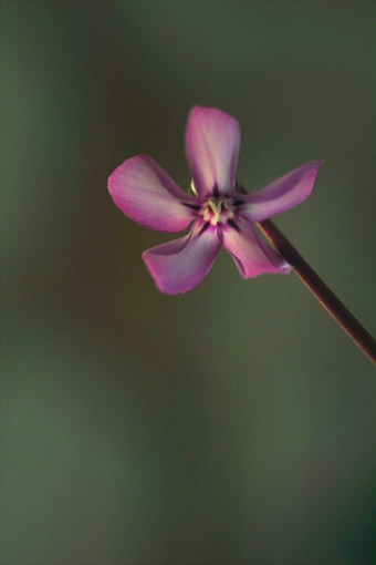 Cyclamen 2006_c0019177_21455555.jpg