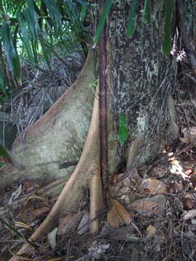 旧三島邸のサキシマスオウ_e0028387_21495617.jpg