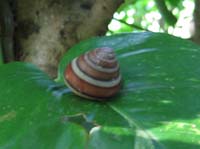旧三島邸のカタツムリ(クマドリヤマタカマイマイ?)_e0028387_2213369.jpg