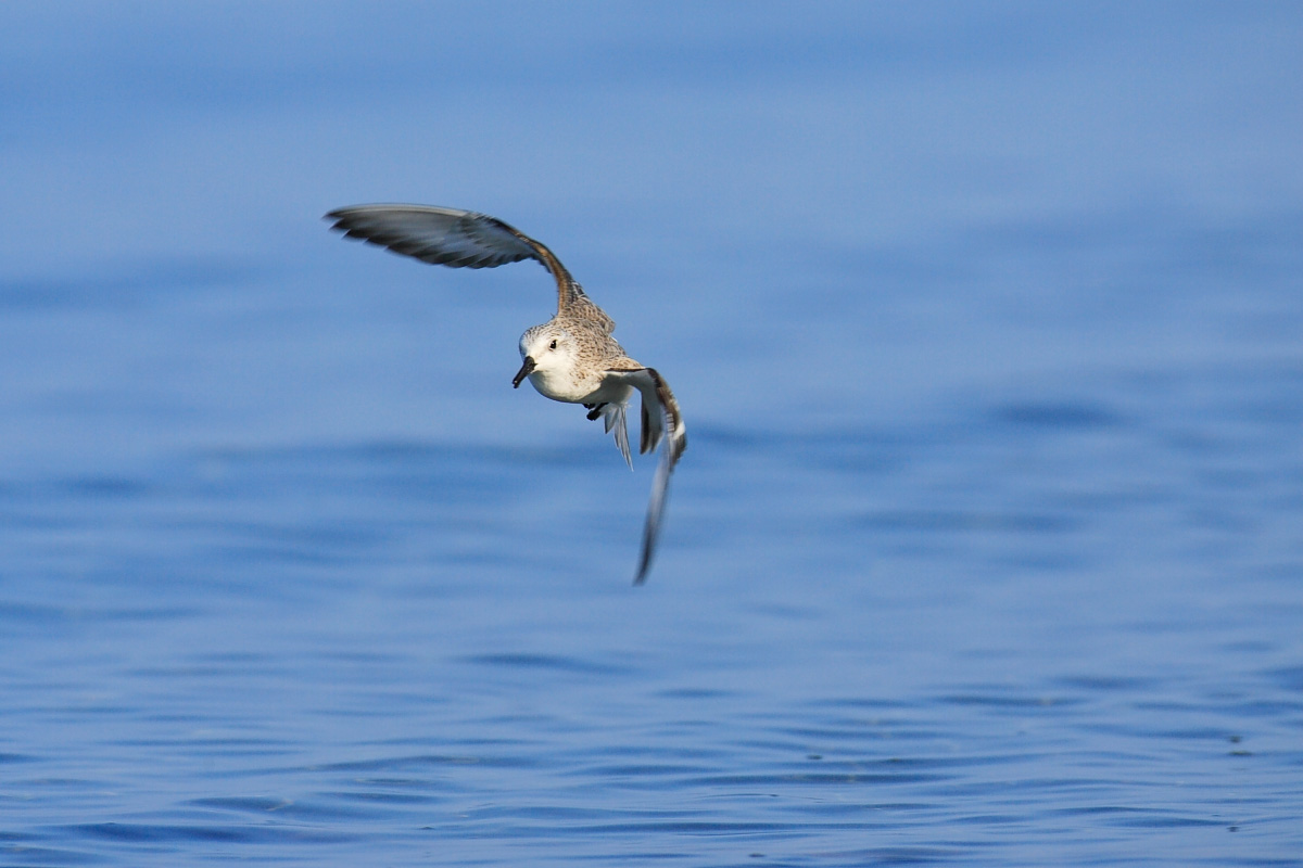 Sanderlings in flight   ミユビシギ_c0034905_22532725.jpg