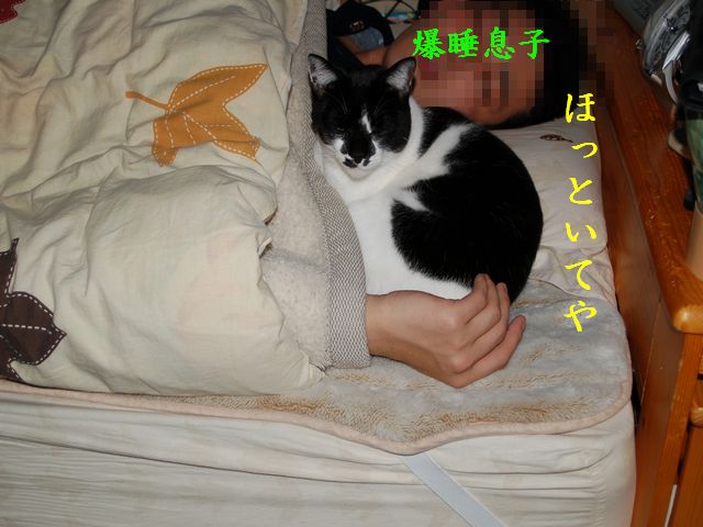 貞淑さに欠ける猫_e0094407_22401121.jpg