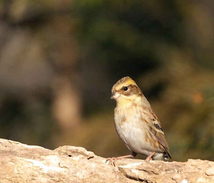 ミヤマホオジロのメス Life With Birds 2 ミヤマホオジロのメス Life With Birds 2