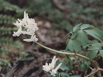 シロバナエンゴサク（（白花延胡索）_a0067758_9206.jpg