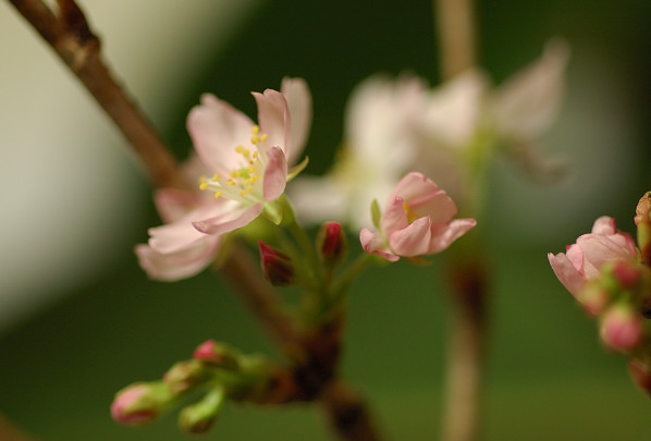 寒桜_f0053272_19381977.jpg