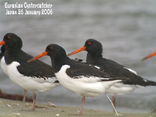 ミヤコドリ２    Eurasian Oystercatcher 2  / Haematopus ostralegus osculans_c0071489_2319512.jpg