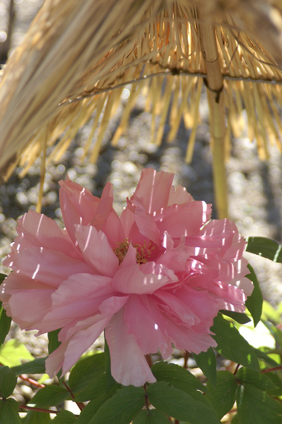 箱崎花庭園～東公園散策－２_c0007190_2027367.jpg