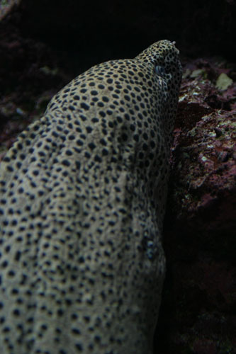 ニセゴイシウツボ 水族館ふりーく