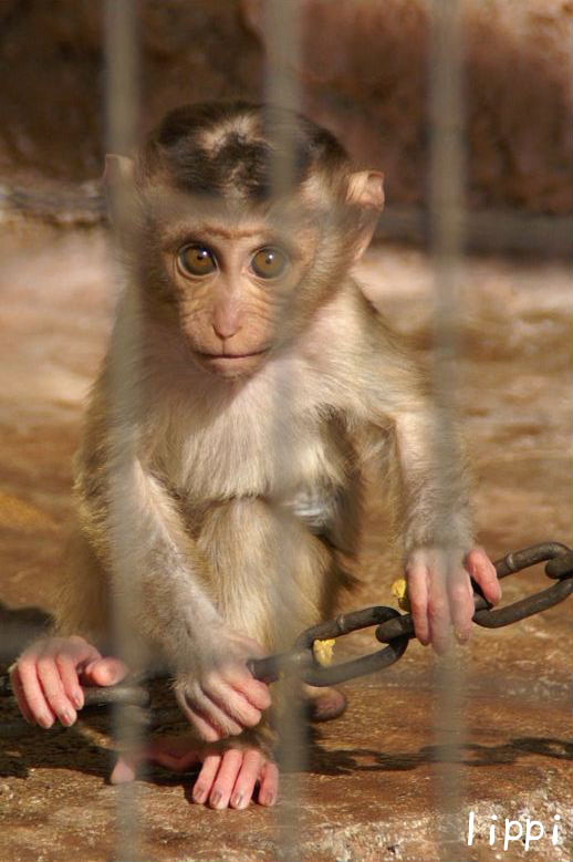 言い訳 その2 赤ちゃんが 動物園でお散歩