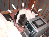 a0064067_21134171.gif