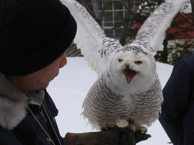 札幌円山動物園_d0033398_20492491.jpg