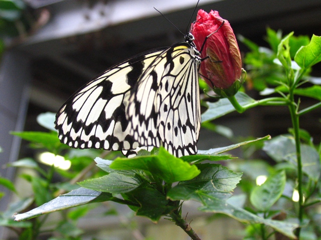 札幌円山動物園_d0033398_2053787.jpg