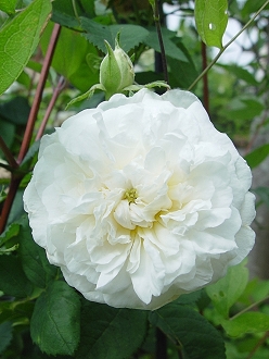 d0050399_94211.jpg