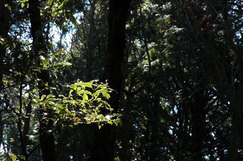 d0044314_25146.jpg