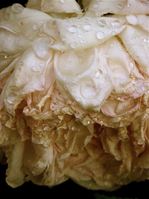 薔薇がこれだけ愛される理由 匂いのいい花束 Annexe 薔薇がこれだけ愛される理由 匂いのいい花束 Annexe