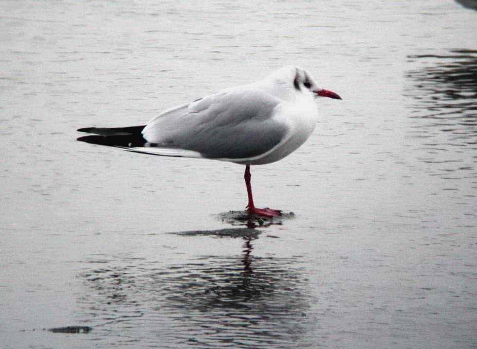 ユリカモメ（古名ミヤコドリ）_e0065438_1411336.jpg