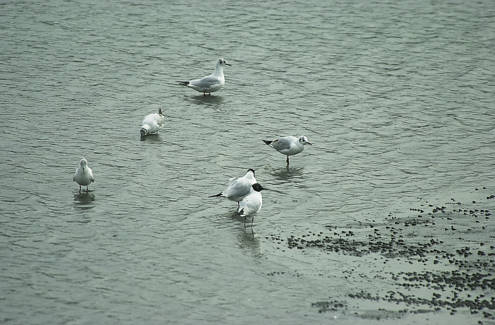 ユリカモメ（古名ミヤコドリ）_e0065438_14185549.jpg