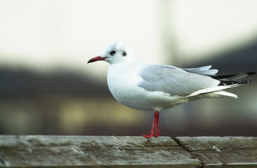 ユリカモメ（古名ミヤコドリ）_e0065438_1422370.jpg