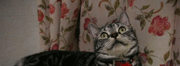 c0045655_3173237.gif