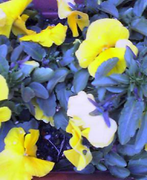 可愛いお花_a0059281_171852100.jpg