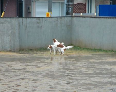 アメニモマケズオフ in 船橋_c0065512_07467.jpg