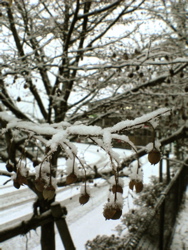 お気に入りが、もうひとつ。_d0028589_21364334.jpg