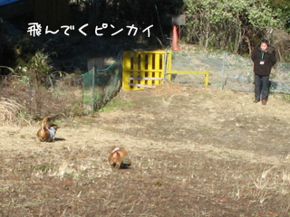 a0055906_23244998.jpg