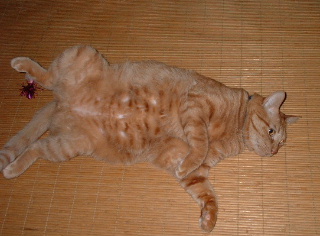 しおしおのぱー きゃっきゃ きゃらっと