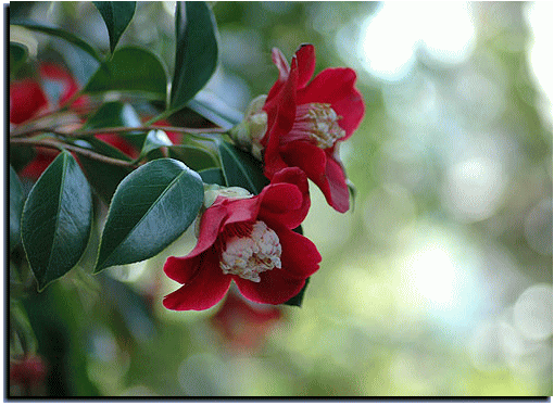 f0008085_95356.gif