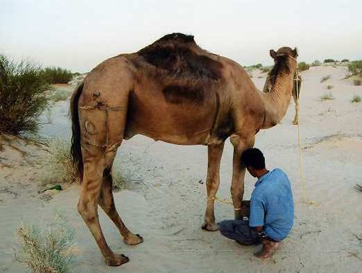 ラクダ第10話・・・らくだとベドウィン 写真でイスラーム