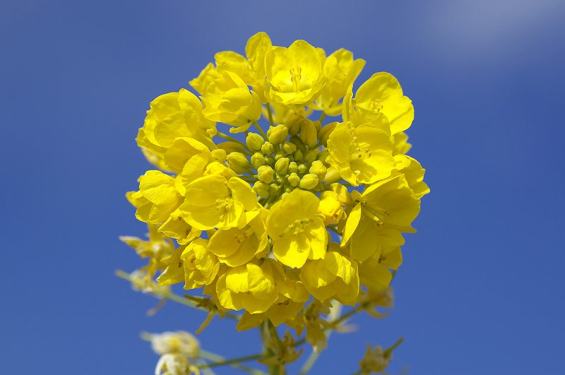 a0054691_223125100.jpg