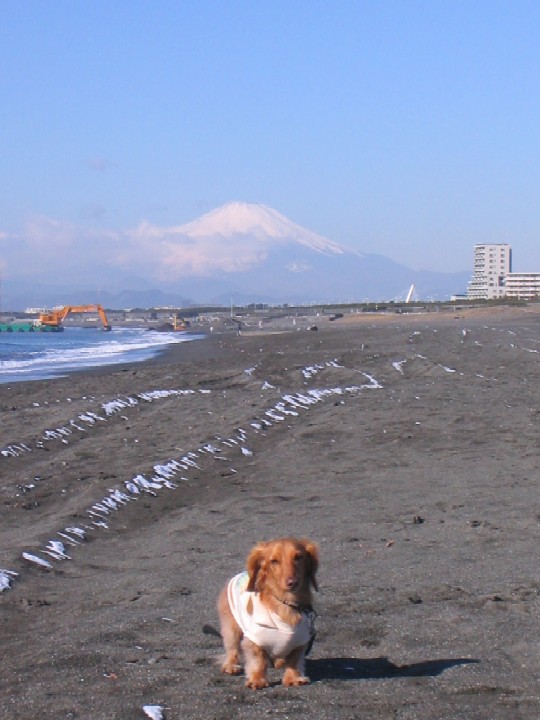 二度目の雪景色　☆_d0023818_11114823.jpg