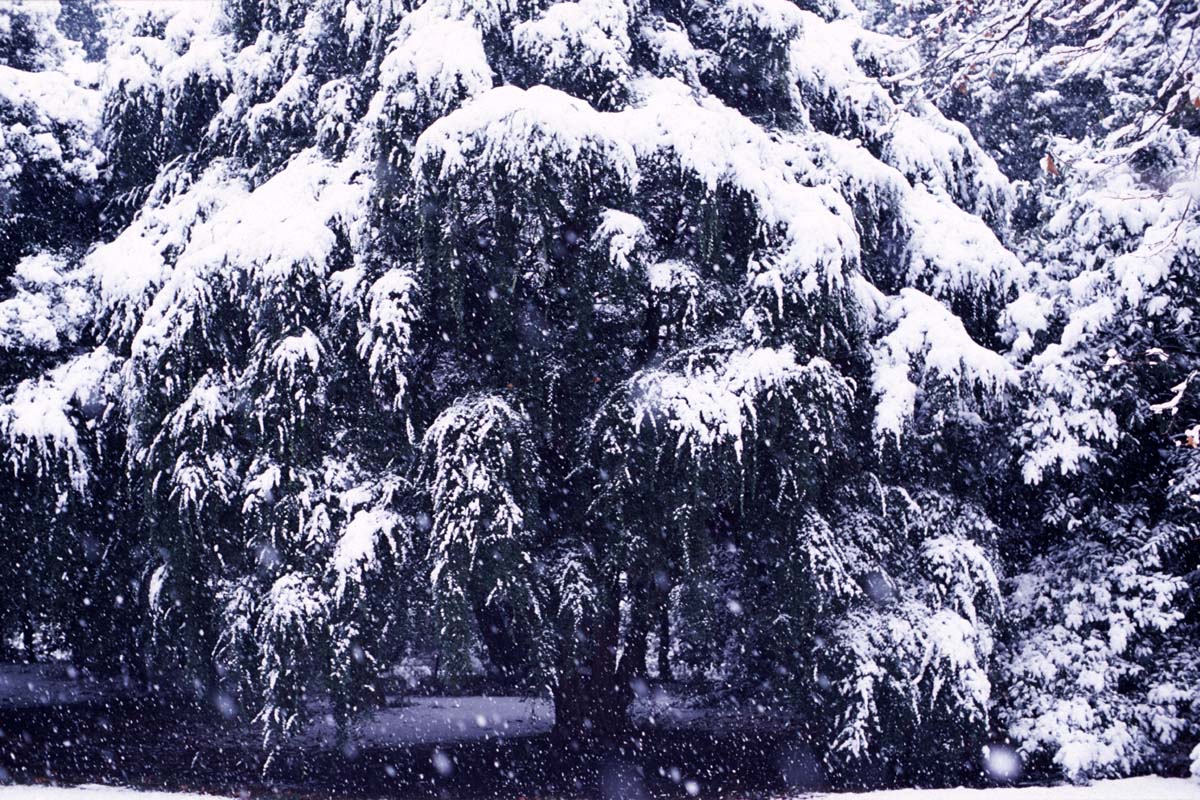 大雪の小石川植物園_e0083036_042275.jpg