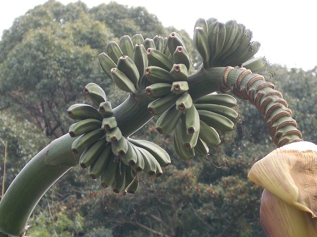e0002466_15202324.jpg