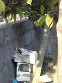 c0037701_0112815.jpg