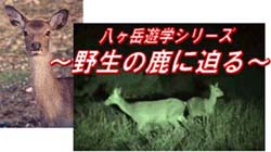 シカに会いにいきませんか?_b0049307_16433025.jpg
