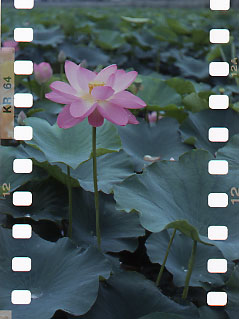 Lotus in a film_f0053529_22564574.jpg