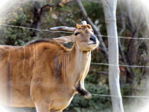 中級編：動物園シリーズⅢ　（その３）_c0032138_9332987.jpg