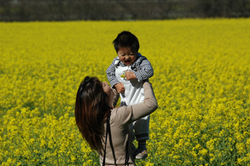 いちめんの菜の花_e0057740_14233339.jpg