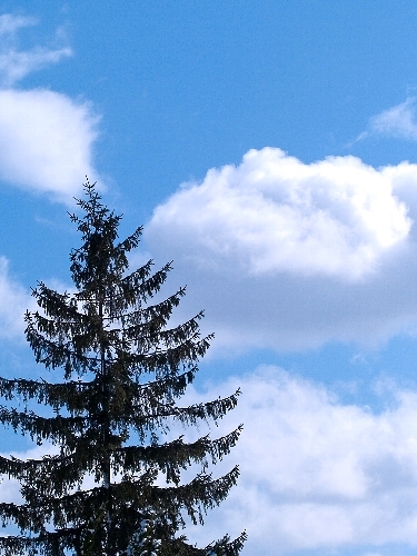 c0008502_17835.jpg