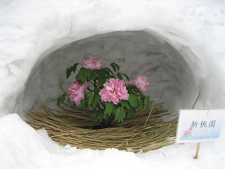 分かっちゃいるけど_a0019845_1504764.jpg