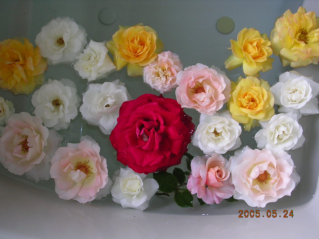2006年2月7日冬の庭と春の庭_f0060461_8293180.jpg