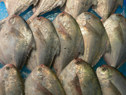 路上採取 済州島の魚_b0014003_1441136.jpg