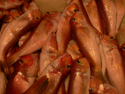 路上採取 済州島の魚_b0014003_14421890.jpg