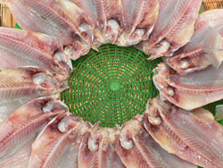 路上採取　　　済州島の魚_b0014003_14441959.jpg