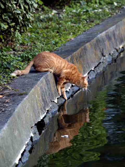 水面の上の猫_c0071611_0271663.jpg